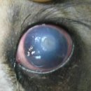 가로수동물병원 이미지