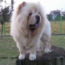 애개 하우스 이미지