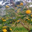 한국1농장 이미지