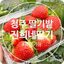진희 | 청주 가덕 딸기밭 진희네 딸기 체험 후기