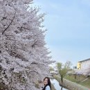 양재시민의숲역 5번출구 | 양재천벚꽃등축제 양재천 벚꽃만개 공연 푸드코트 플리마켓 인생샷