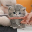 강아지고양이 미유펫 청주점 이미지