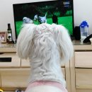 해피도그(happydog) | [강아지채널] 한달 시청 후 솔직후기 / 해피독,도그티비 비교 / 반려견이 티비를 봐요!