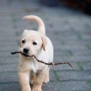 이쁜강아지 이미지