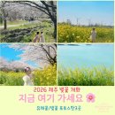 예래작은숲 | 2026 제주 벚꽃 개화 실시간｜아이랑 가기 좋은 유채꽃 명소 포토스팟 3곳 (가시리·녹산로·예래·서우봉)