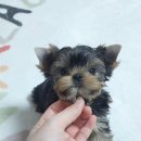 루시드 리엔 이미지