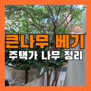 목련나무집 | 나무 베기 주택 담장 넘은 목련나무 정리 및 폐기물 처리