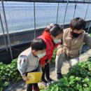 딸기밭 부농 이미지