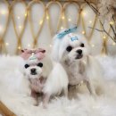 그룸 앤 먼치 이미지