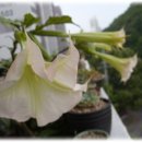 엔젤 뷰티 이미지