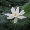 꺼벙이 Daum카페