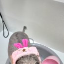 바비몽샵 이미지