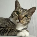 강아지톡 | 강아지눈물영양제 퓨어톡｜고양이눈물영양제 실제 사용후기