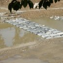 신장둔치 이미지