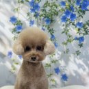 홀리몰리살롱 | 대구남구애견미용 봉덕동애견미용 반려동물미용 대구애견미용 봉덕동강아지미용 홀리몰리살롱