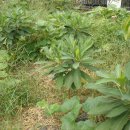 삼지닥나무 재배방법, 삼지닥나무 번식, 증식 이미지