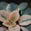 구이오이 이미지