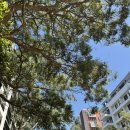 퀘스트하우스 | 시드니 취사가능숙소 추천 | 퀘스트 노스 시드니 강추 | 6박 후기