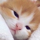 제리