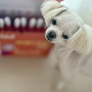 채릇채릇 이미지