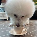 아따멍멍 이미지