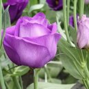 싱싱농장 이미지