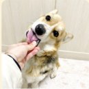 서면다정동물약국 이미지