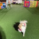 도그어스플래닛 | 서울 강아지 운동장 - 도그어스 플래닛 이용후기(+유행사 친구들 소개❤)