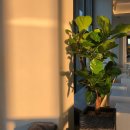 달레메종 이미지