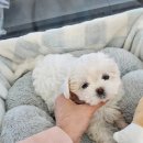 도그마루 강아지고양이 일산점 | [도그마루 강아지고양이 일산점] 일산강아지분양, 특별한 웰컴패키지와 행복한 경험!
