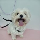 댕실 댕실 이미지