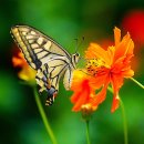 나비야 이미지