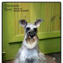 개털깎는남자 이미지