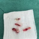 도담동물병원 | 용인도담동물병원 강아지스케일링 후기