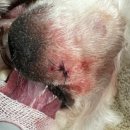 y동물병원 이미지