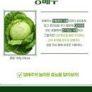 위에좋은음식 양배추 효능 칼로리 부작용 양배추즙 양배추환 이미지