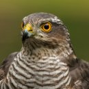 동물들의세상 이미지