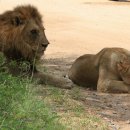 동물의왕국 동물병원 이미지