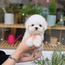 행복한 강아지 이미지