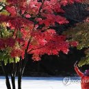 제35회 소요단풍문화제 이미지