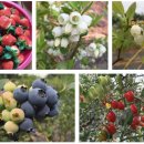 여리농장 이미지