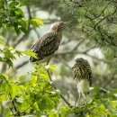 해오라기 이미지