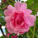 수석농장 이미지