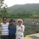 사라실 라벤더 단지 이미지