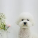 단비펫살롱 이미지