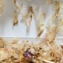 카페 인 타코야키 이미지