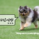 도미노피자춘천석사점 네이버블로그
