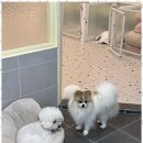 포블포블 이미지