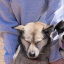 재롱이네 이미지