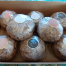 하르방애월 민박 이미지